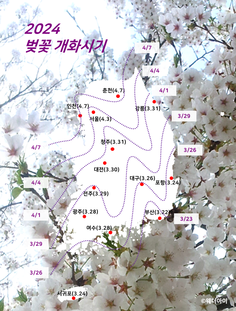 웨더아이 2024 벚꽃 개화시기
